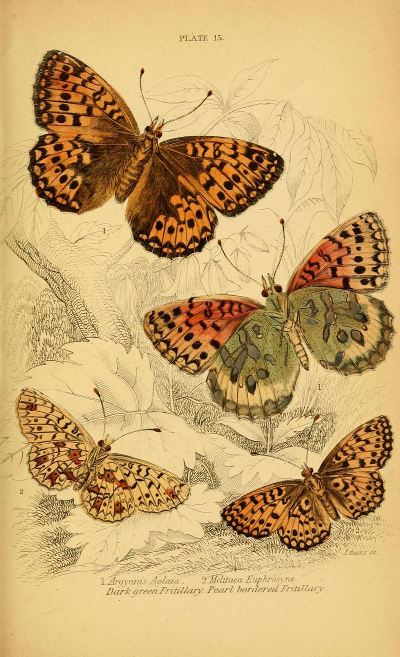 The natural history of British butterflies (Plate 15) (6076678079)