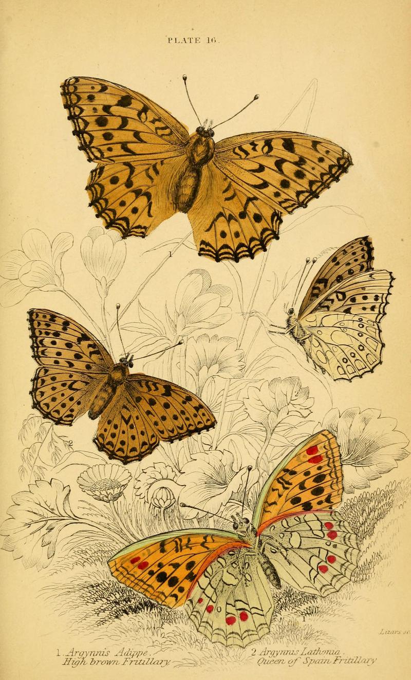 The natural history of British butterflies (Plate 16) (6076678343)