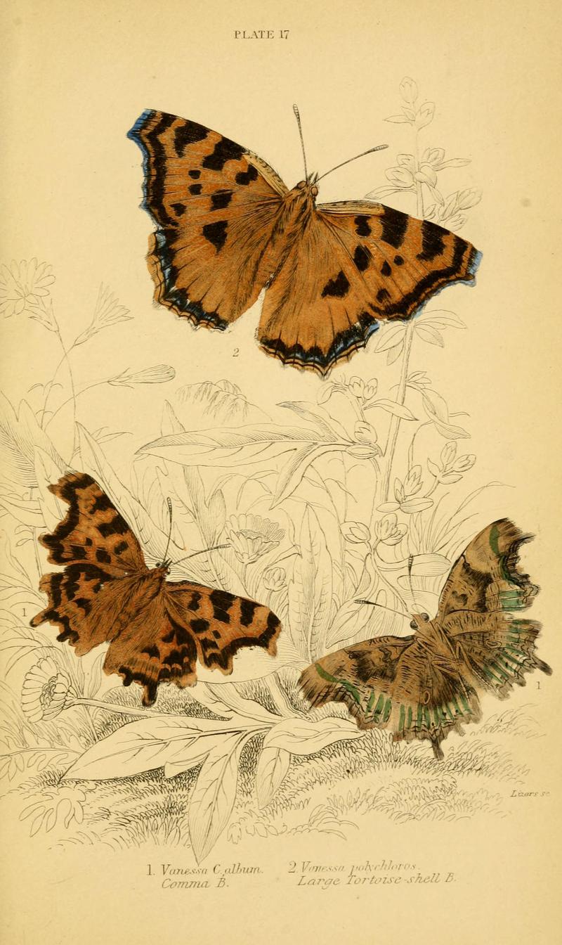 The natural history of British butterflies (Plate 17) (6077217100)