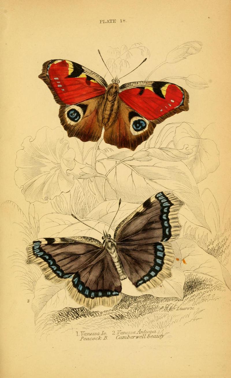 The natural history of British butterflies (Plate 18) (6076678883)