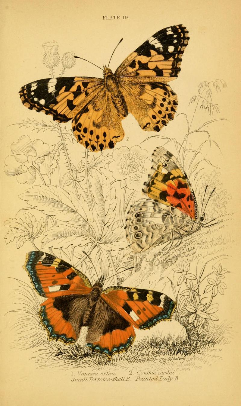 The natural history of British butterflies (Plate 19) (6077217642)