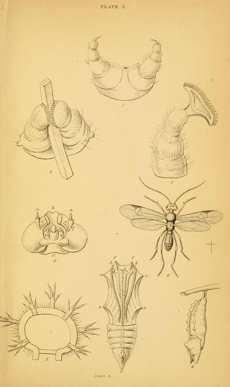 The natural history of British butterflies (Plate 2) (6077212848)