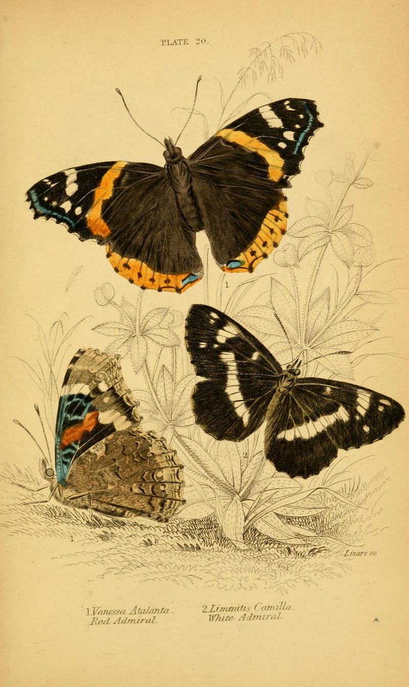 The natural history of British butterflies (Plate 20) (6077217868)