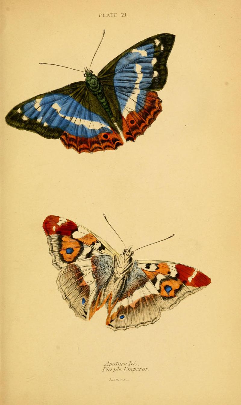The natural history of British butterflies (Plate 21) (6076679749)