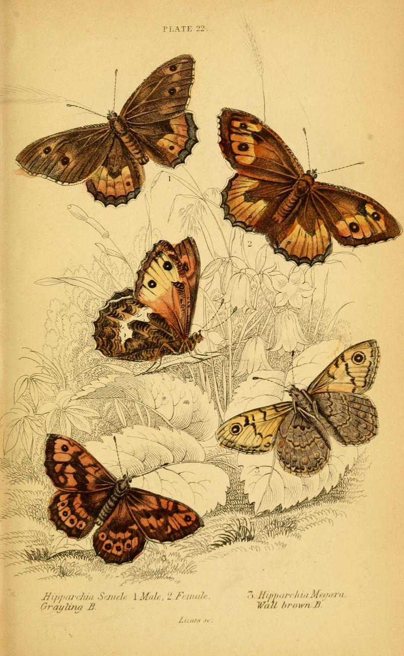 The natural history of British butterflies (Plate 22) (6077218456)