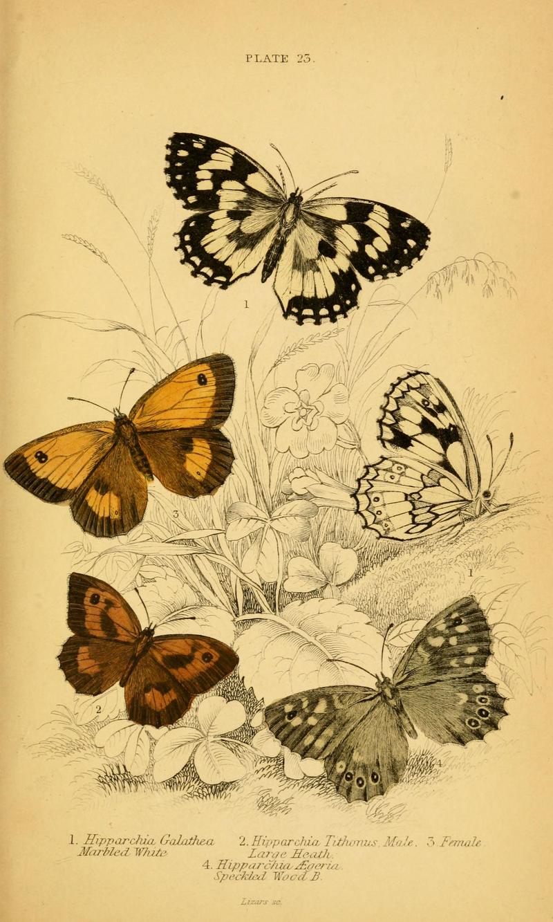 The natural history of British butterflies (Plate 23) (6077218994)