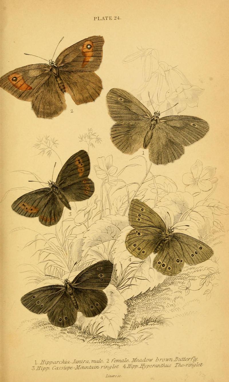 The natural history of British butterflies (Plate 24) (6076680925)
