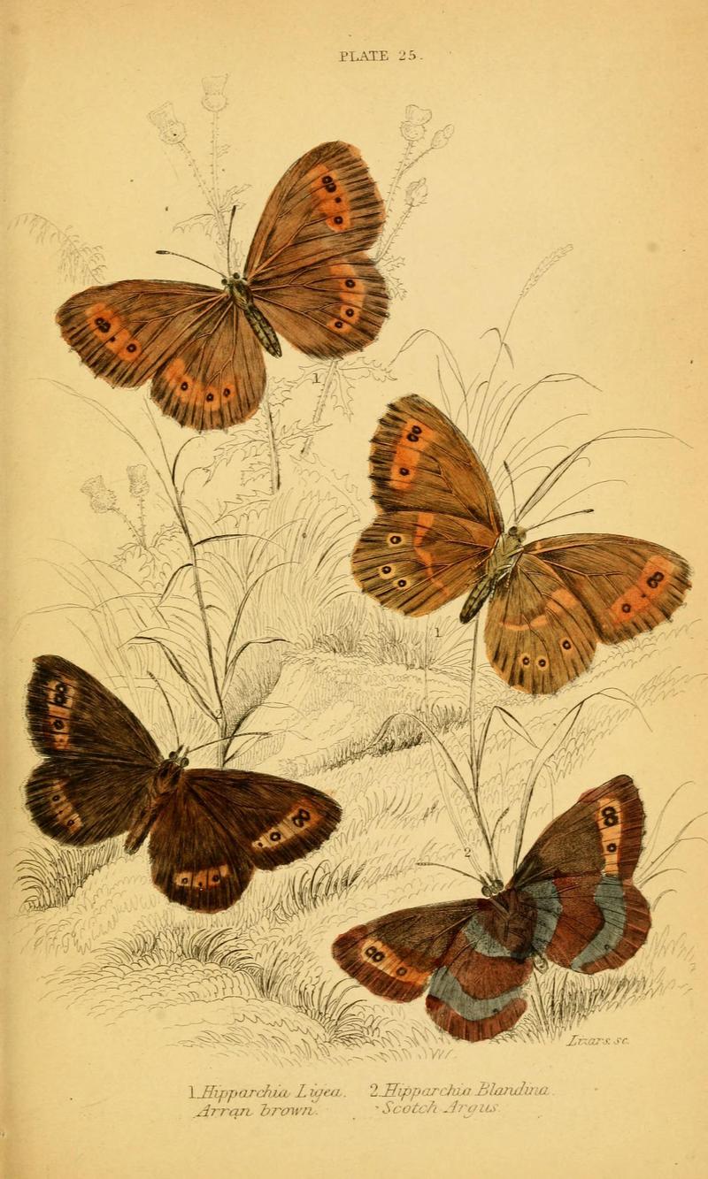 The natural history of British butterflies (Plate 25) (6077219532)