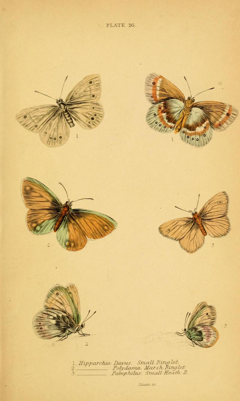 The natural history of British butterflies (Plate 26) (6077219770)