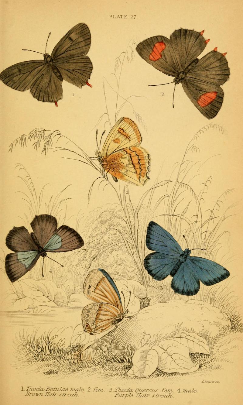 The natural history of British butterflies (Plate 27) (6076681649)
