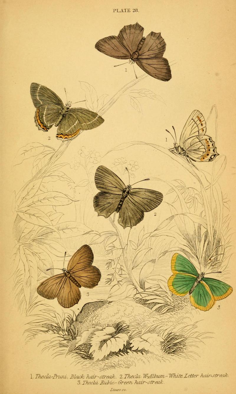 The natural history of British butterflies (Plate 28) (6076681861)