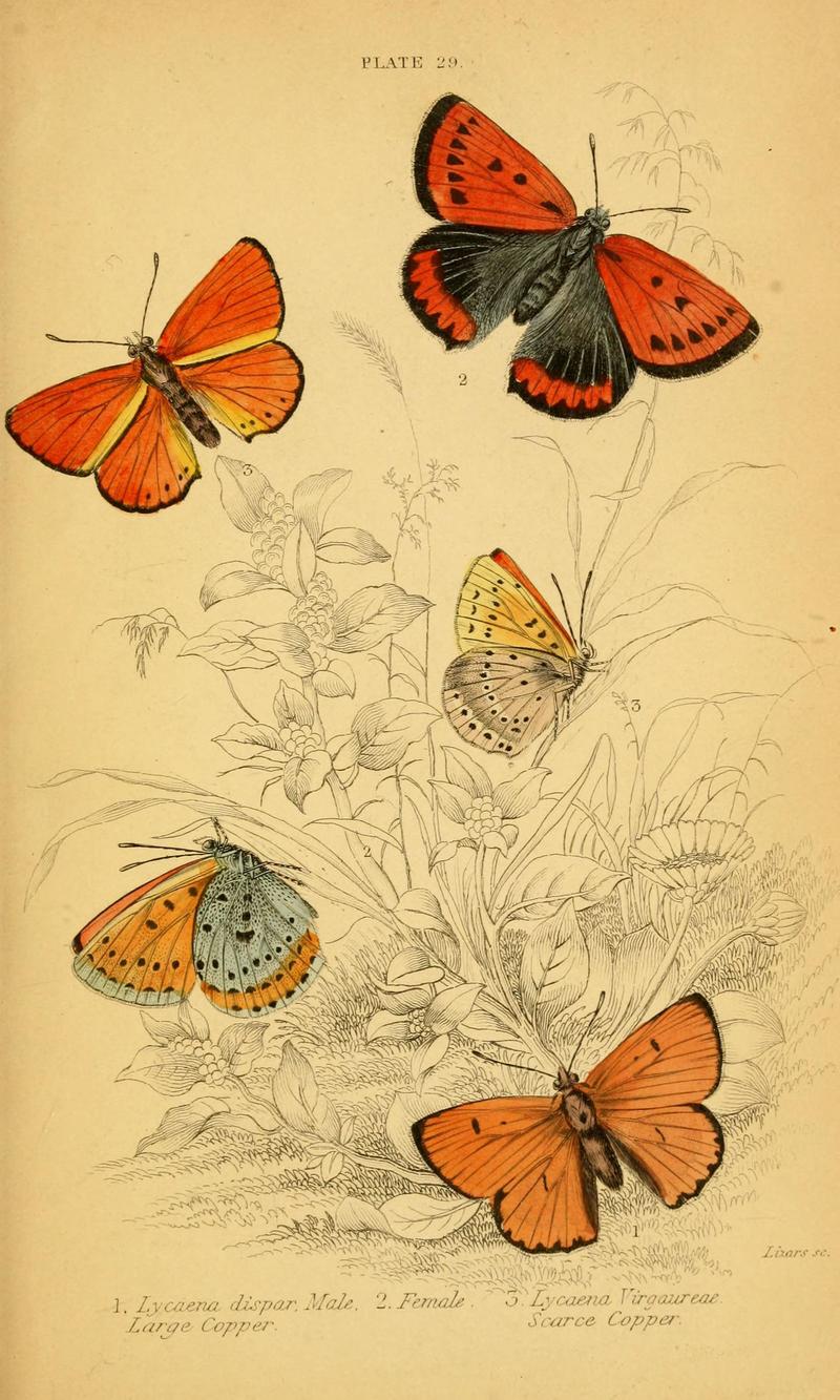The natural history of British butterflies (Plate 29) (6076682195)