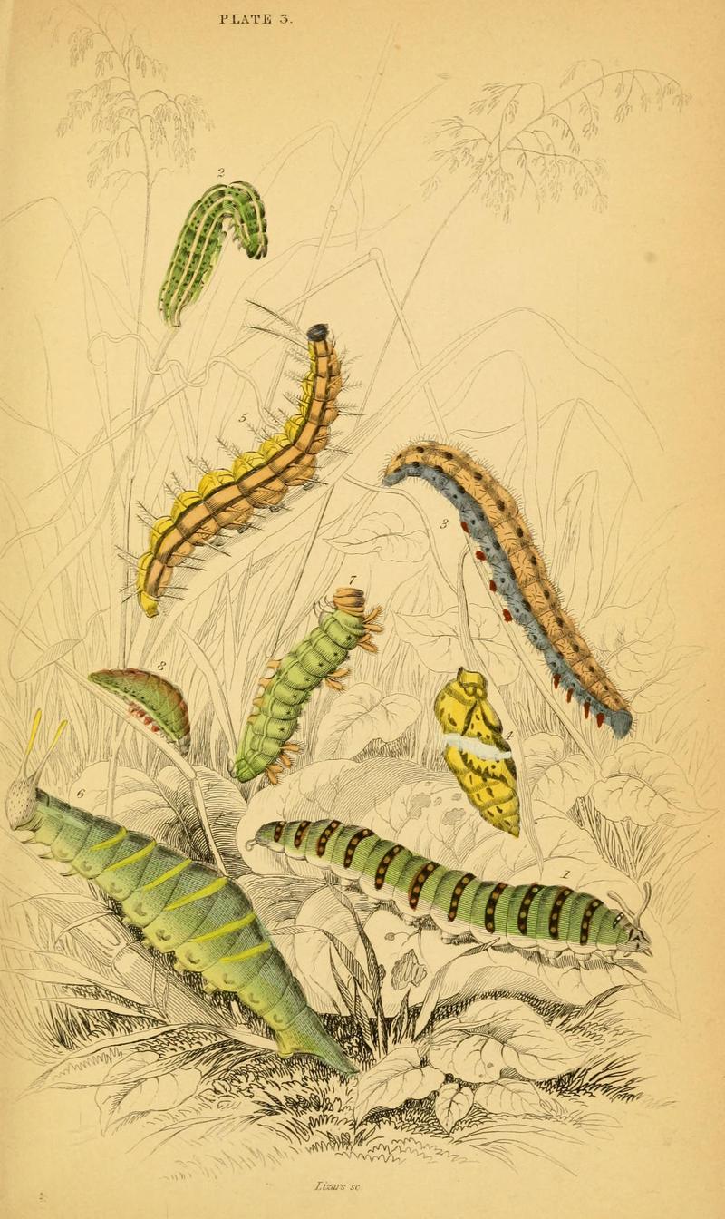 The natural history of British butterflies (Plate 3) (6077213168)