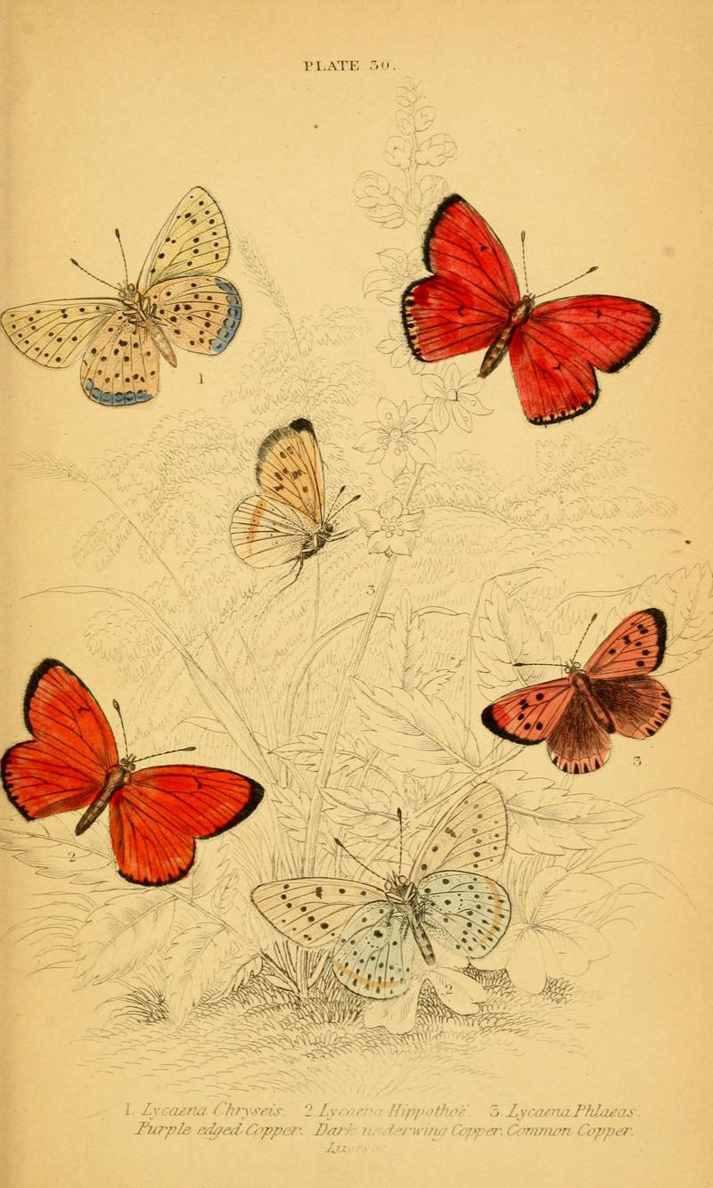 The natural history of British butterflies (Plate 30) (6077220752)