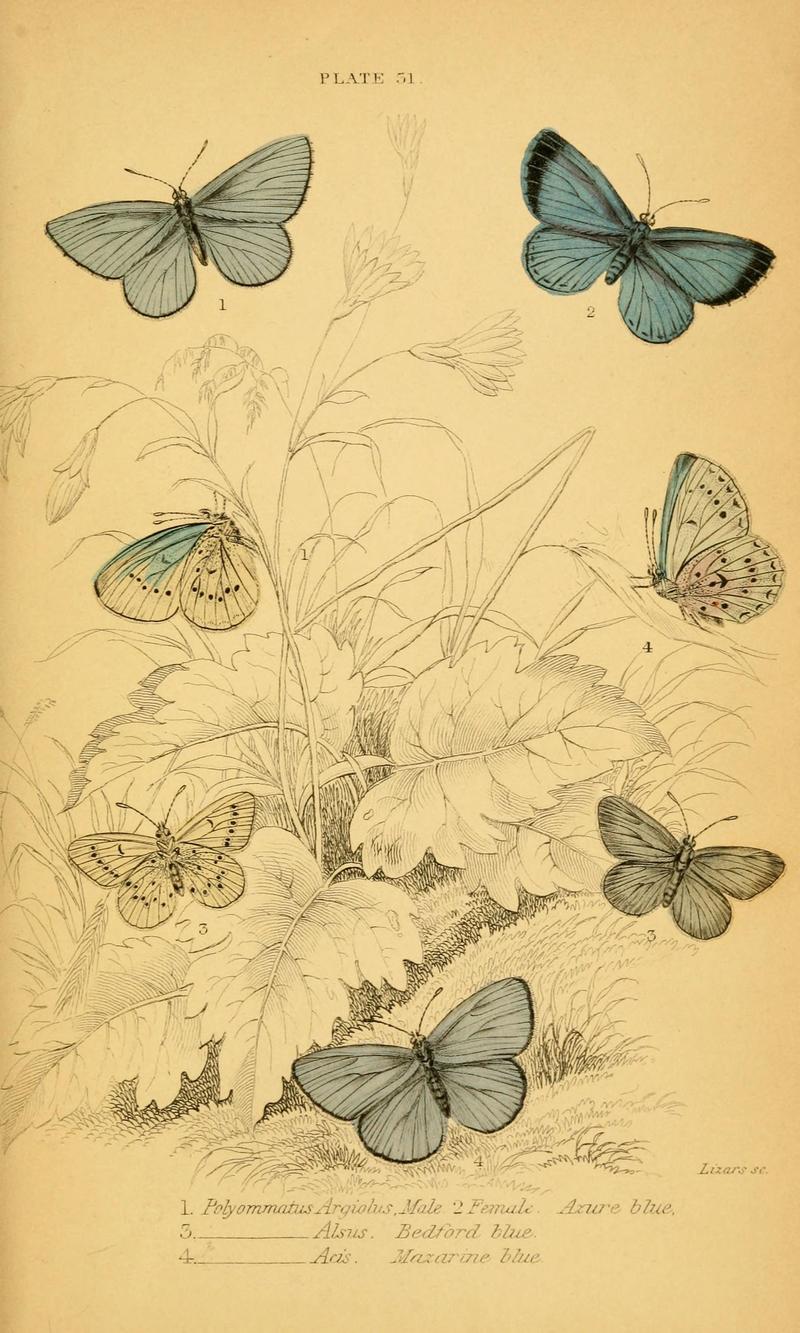 The natural history of British butterflies (Plate 31) (6076682749)