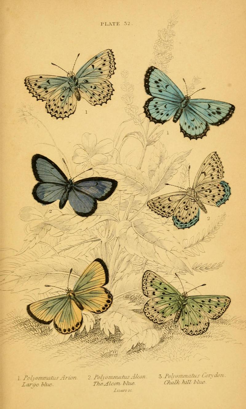 The natural history of British butterflies (Plate 32) (6077222330)