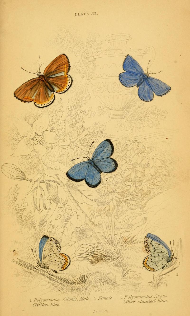 The natural history of British butterflies (Plate 33) (6076685161)