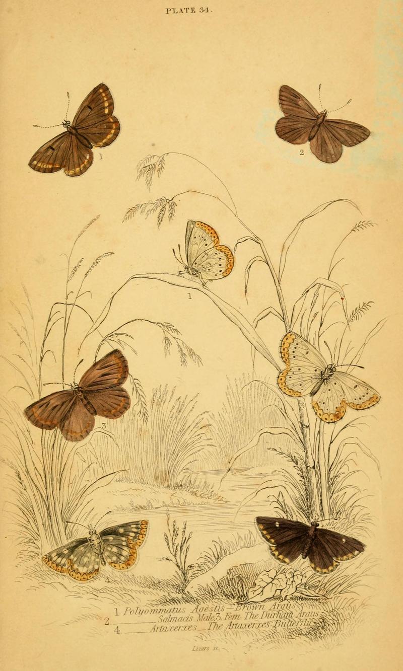 The natural history of British butterflies (Plate 34) (6076685723)