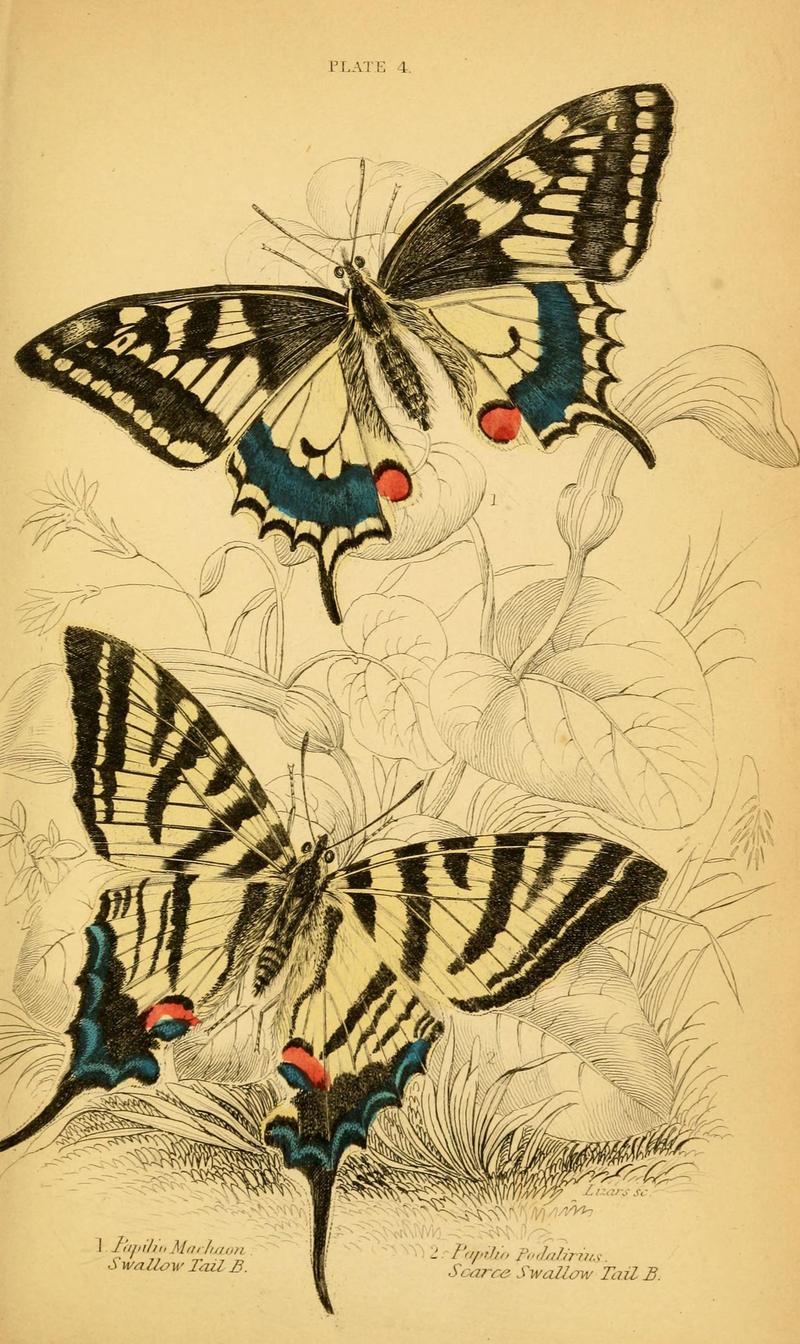 The natural history of British butterflies (Plate 4) (6076674791)