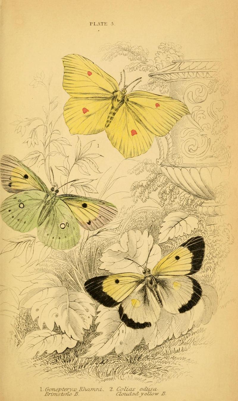 The natural history of British butterflies (Plate 5) (6077213776)
