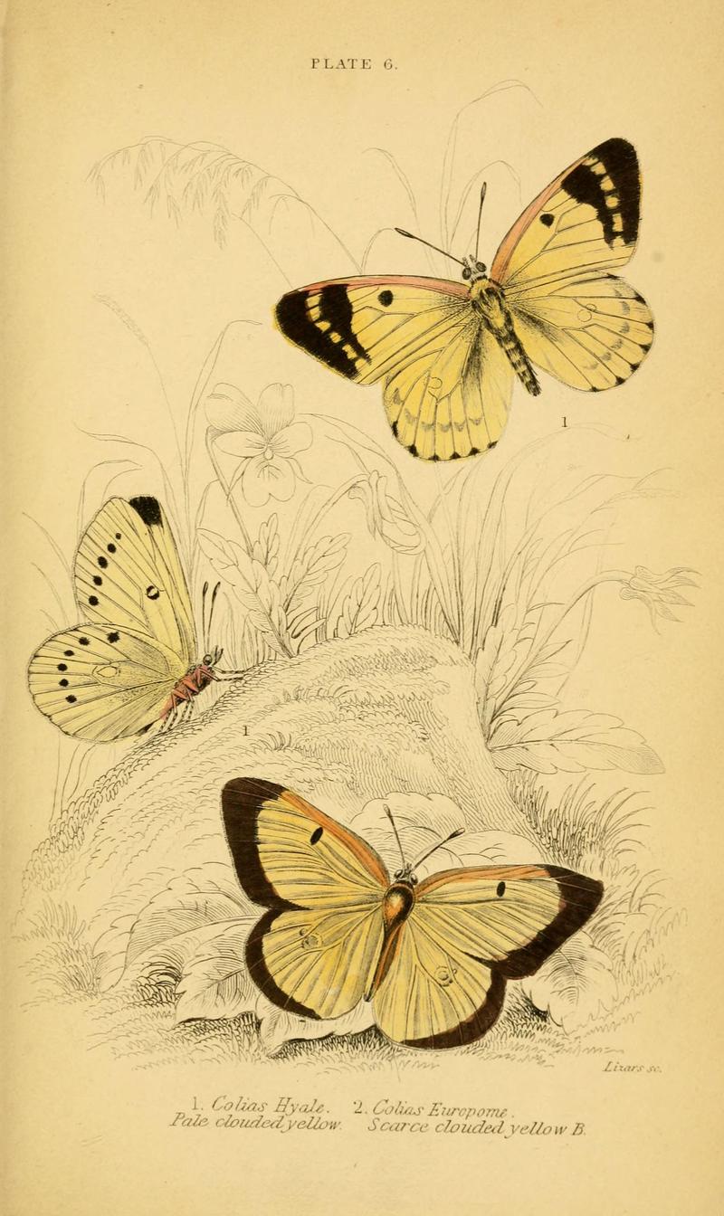 The natural history of British butterflies (Plate 6) (6076675443)