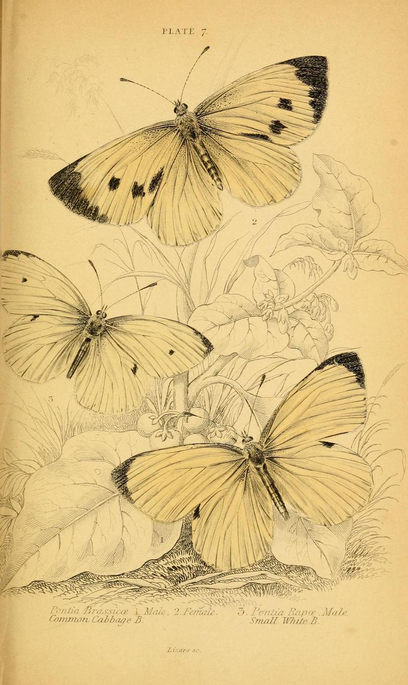 The natural history of British butterflies (Plate 7) (6077214418)