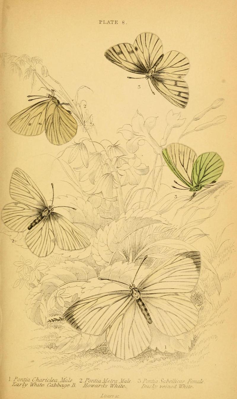 The natural history of British butterflies (Plate 8) (6077214720)