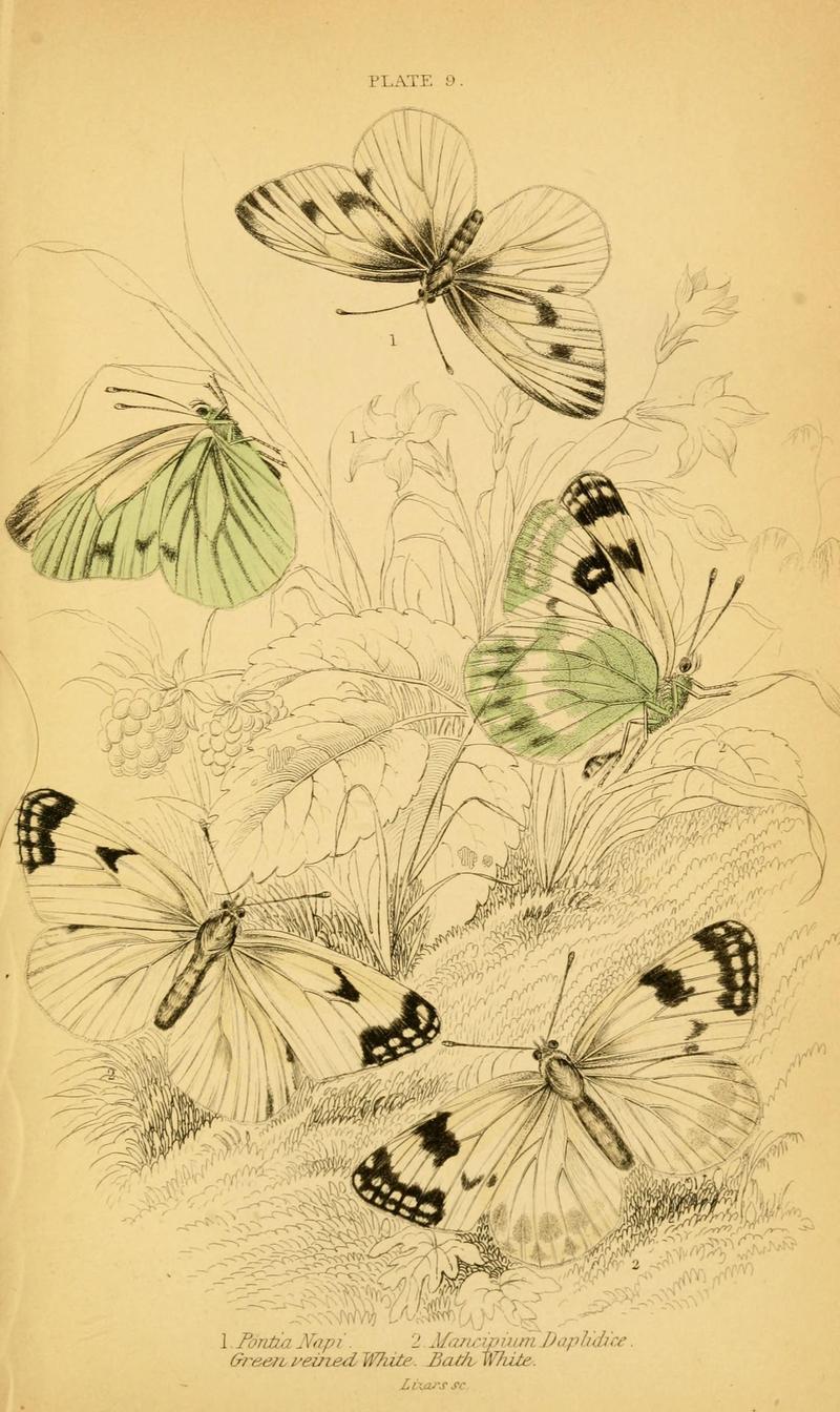 The natural history of British butterflies (Plate 9) (6077214928)