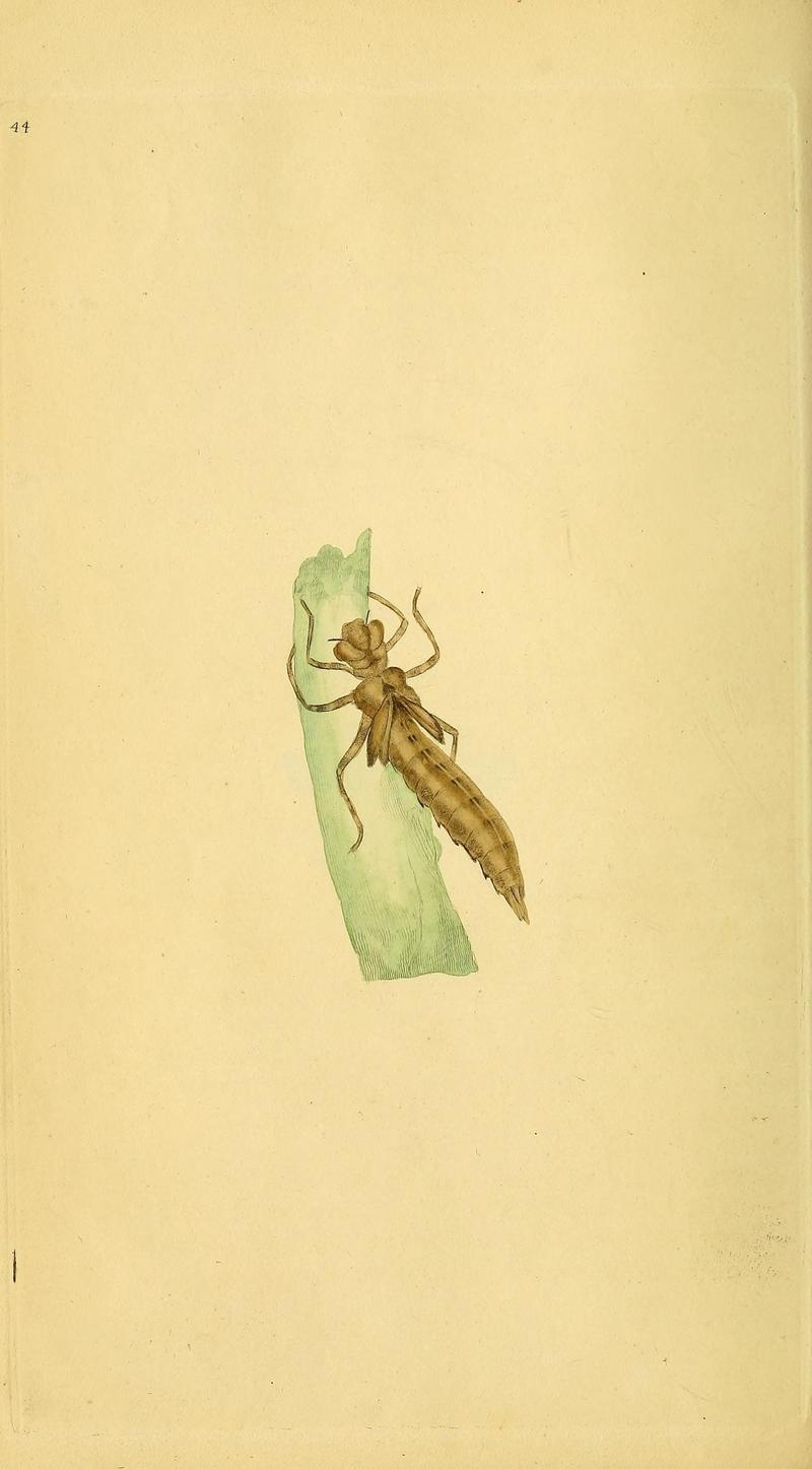 The natural history of British insects (10038849764)