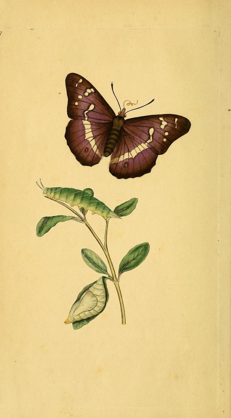 The natural history of British insects (10038852745)