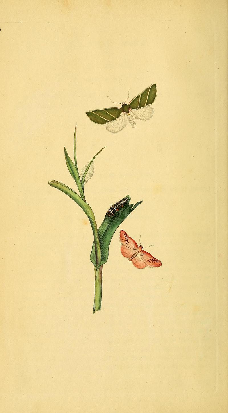 The natural history of British insects (10038866405)