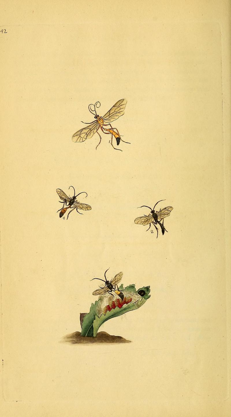 The natural history of British insects (10038874415)