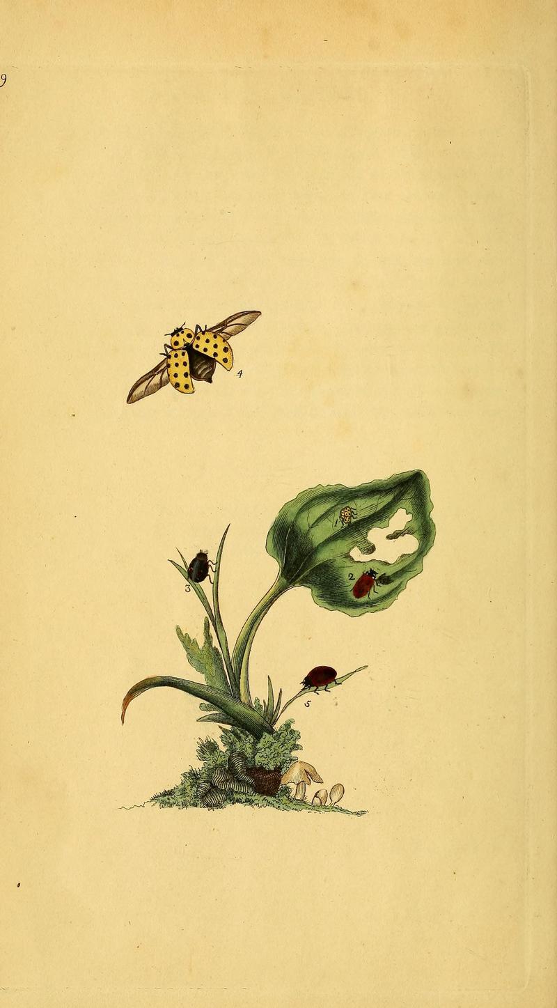 The natural history of British insects (10038883796)