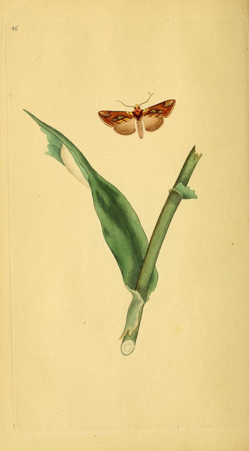 The natural history of British insects (10038891715)