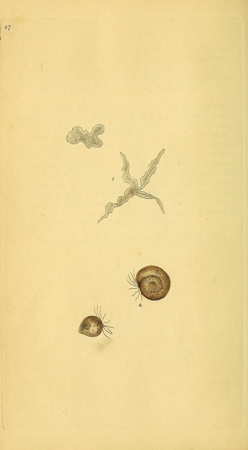 The natural history of British insects (10038895955)