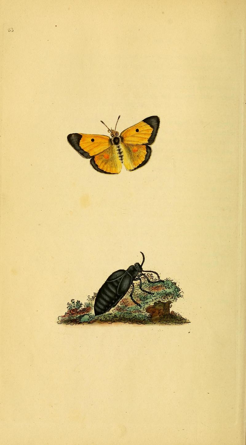 The natural history of British insects (10038900616)