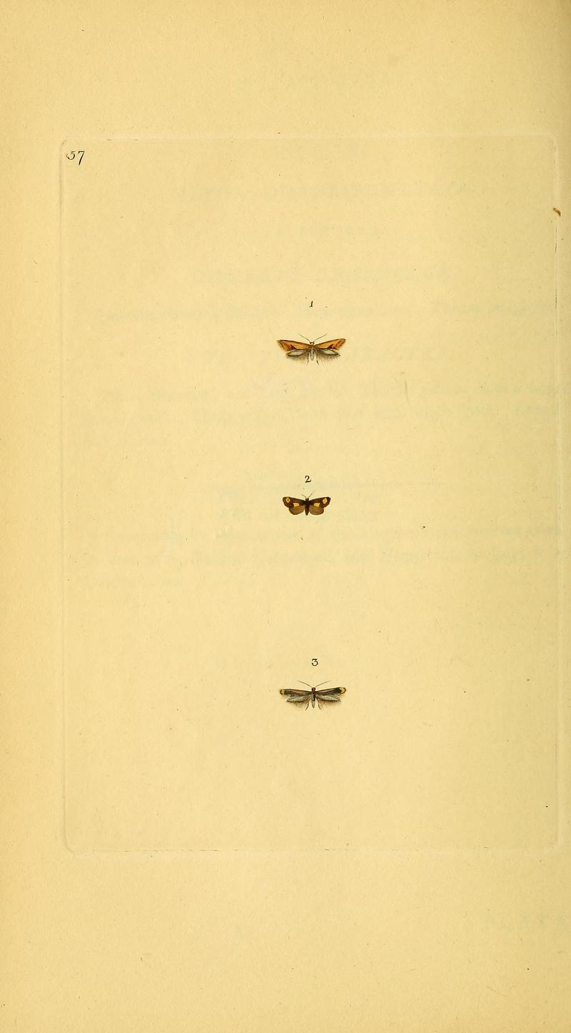 The natural history of British insects (10038908484)