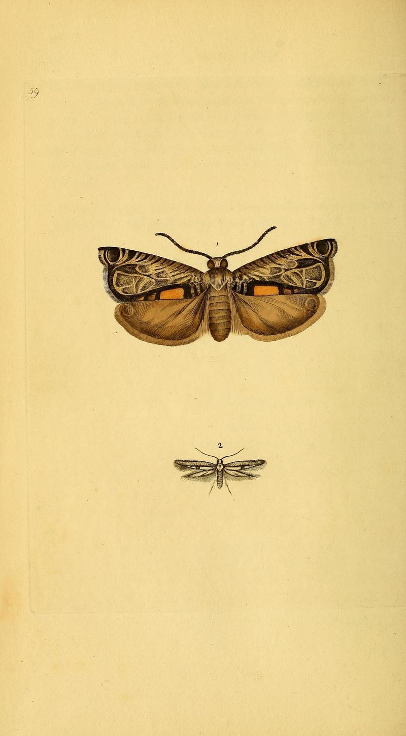 The natural history of British insects (10038918674)