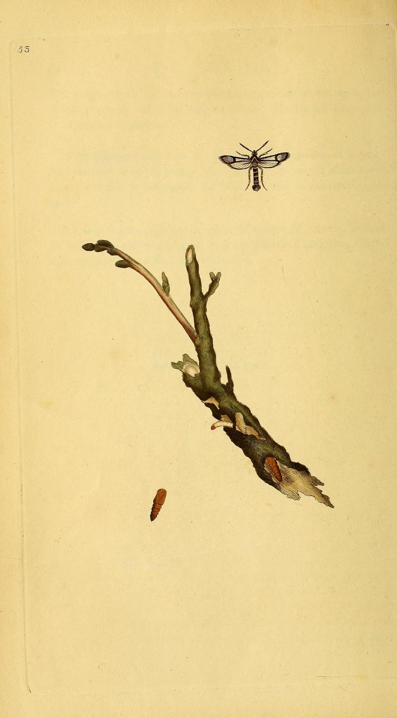 The natural history of British insects (10038922365)