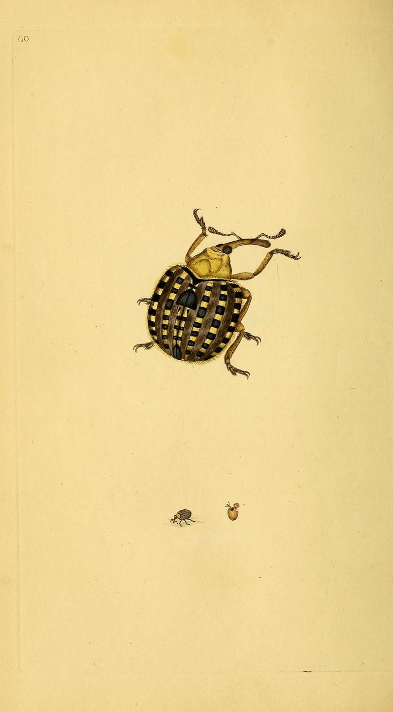 The natural history of British insects (10038923424)