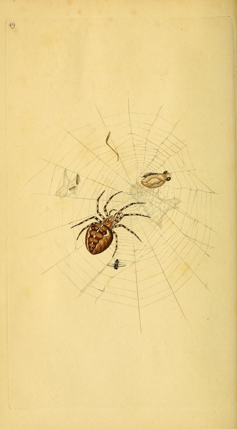 The natural history of British insects (10038926896)