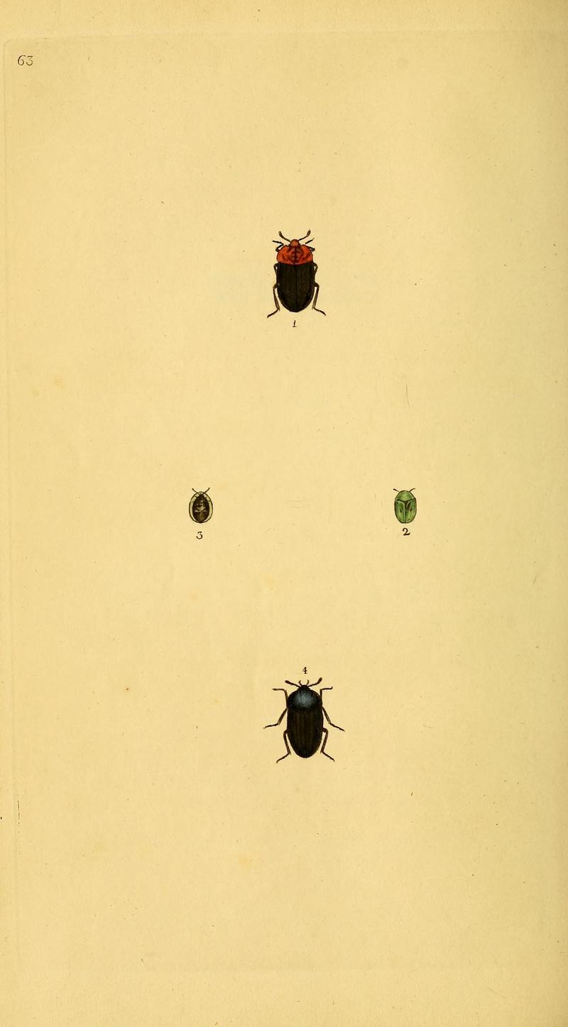 The natural history of British insects (10038935064)