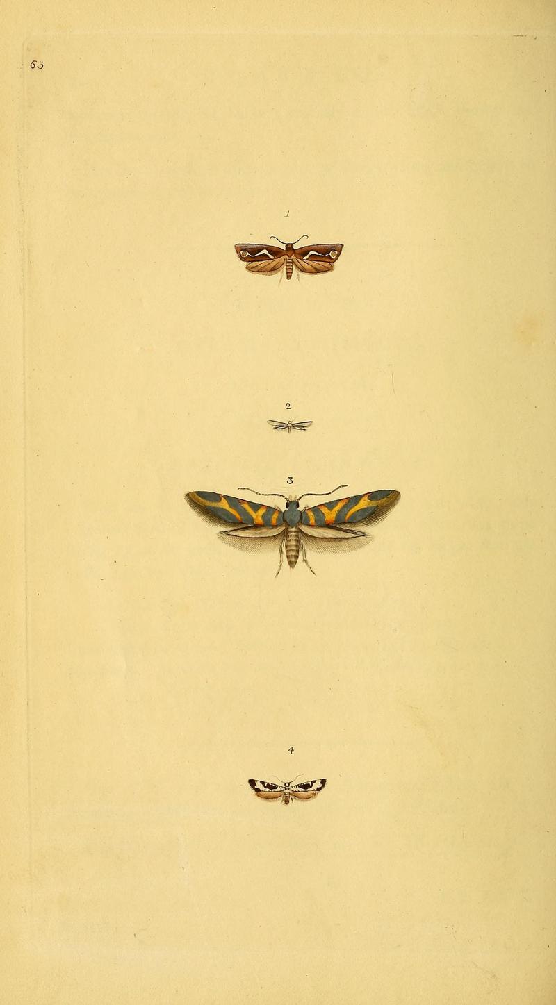 The natural history of British insects (10038945774)