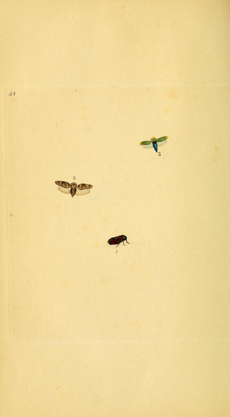 The natural history of British insects (10038951376)