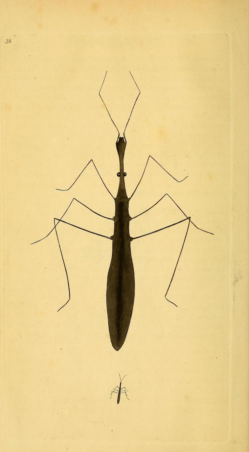 The natural history of British insects (10038952753)
