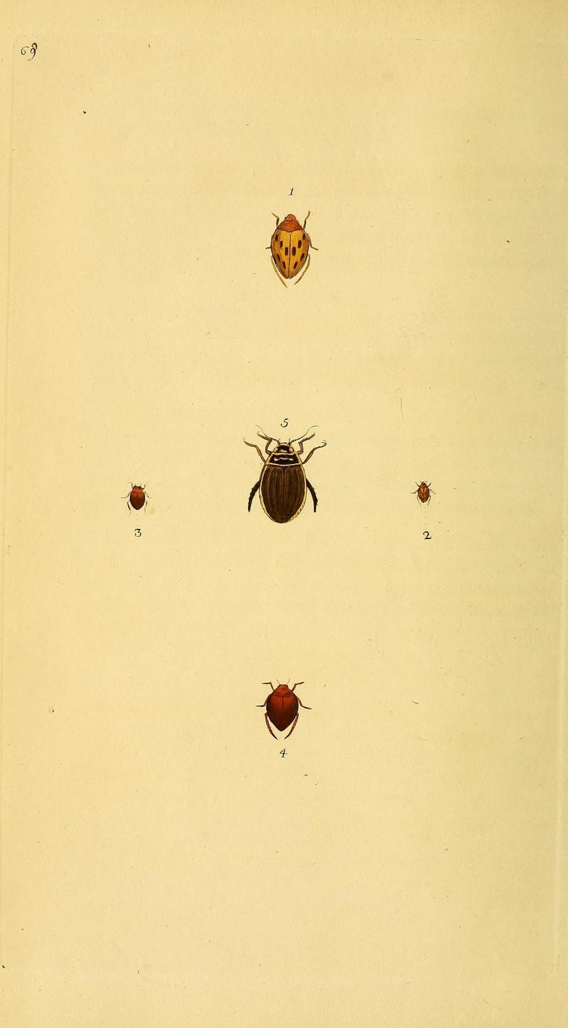 The natural history of British insects (10038958694)