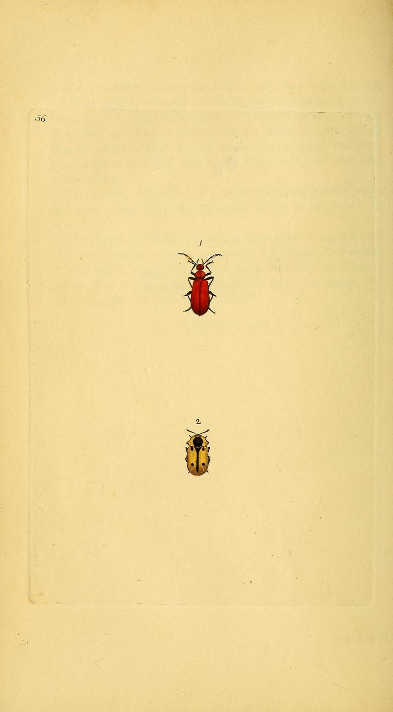 The natural history of British insects (10038962316)