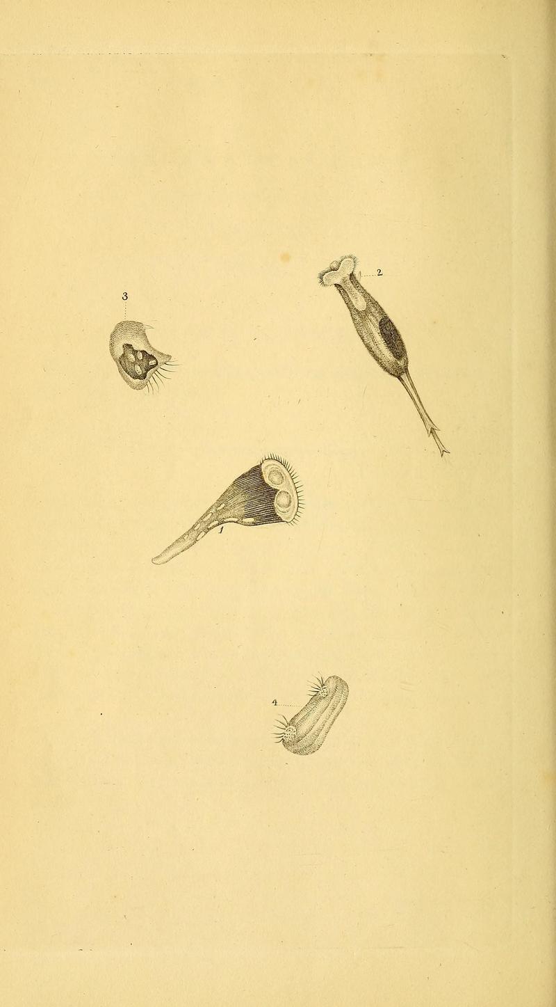 The natural history of British insects (10038967283)