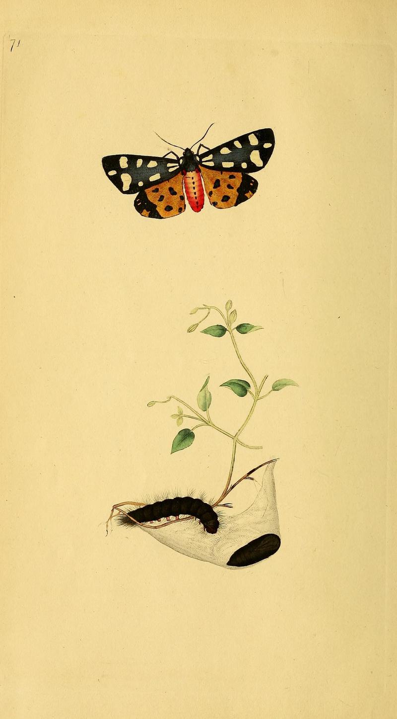 The natural history of British insects (10038971114)