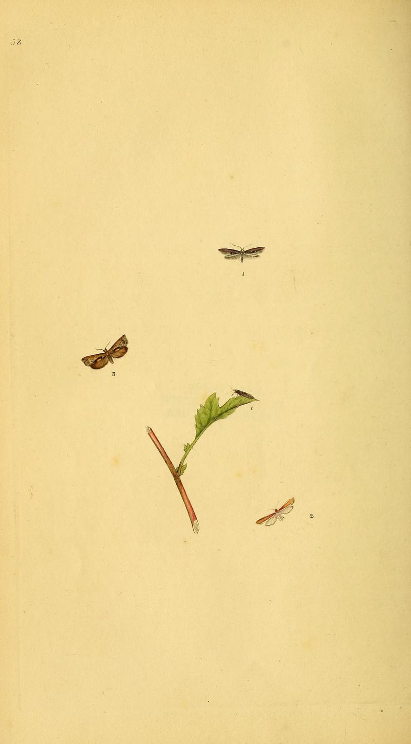 The natural history of British insects (10038972166)